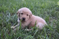 Chance, a male Golden Retriever for sale in Roanoke, VA – 3 of 10