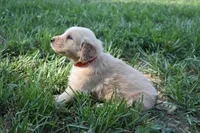 Red, a male Golden Retriever for sale in Roanoke, VA – 4 of 7