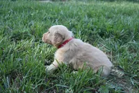 Red, a male Golden Retriever for sale in Roanoke, VA – 3 of 7