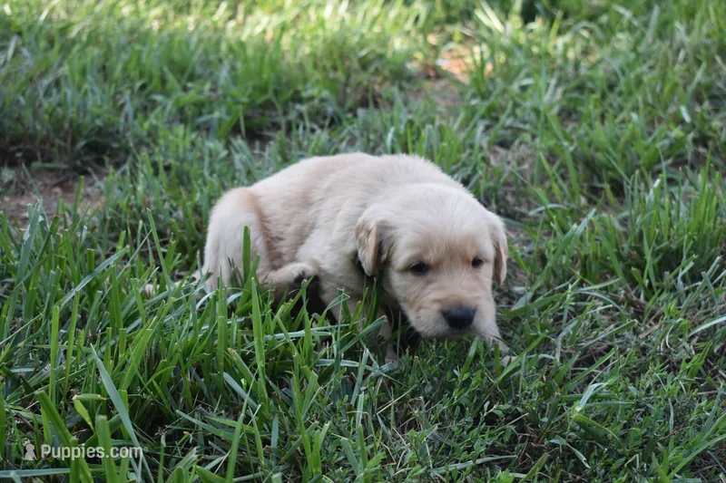 Piper – Golden Retriever puppy for sale in Roanoke, VA
