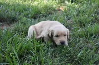 Piper, a female Golden Retriever for sale in Roanoke, VA – 1 of 7