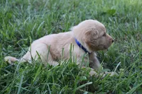 Chance, a male Golden Retriever for sale in Roanoke, VA – 5 of 10