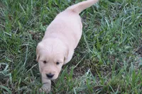 Goldie, a female Golden Retriever for sale in Roanoke, VA – 3 of 6