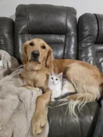 Goldie, a female Golden Retriever for sale in Roanoke, VA – 6 of 6
