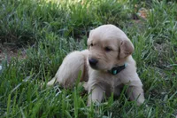 Piper, a female Golden Retriever for sale in Roanoke, VA – 4 of 7