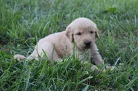 Chance, a male Golden Retriever for sale in Roanoke, VA – 8 of 10
