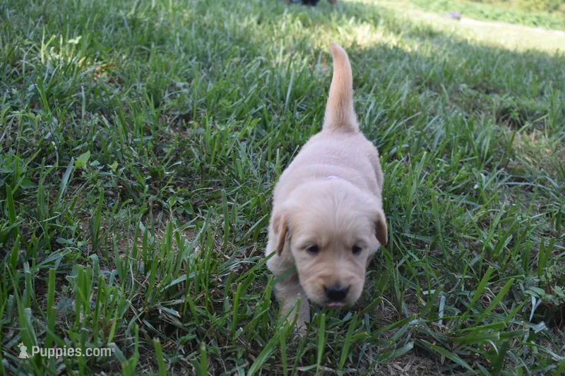 Goldie – Golden Retriever puppy for sale in Roanoke, VA