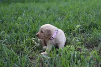 Willow, a female Golden Retriever for sale in Roanoke, VA – 4 of 7