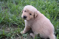 Lady, a female Golden Retriever for sale in Roanoke, VA – 6 of 6