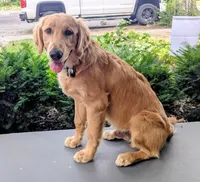 Asher, a male Golden Retriever for sale in Roanoke, VA – 6 of 7
