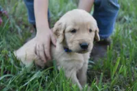 Chance, a male Golden Retriever for sale in Roanoke, VA – 4 of 10