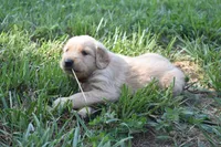 Red, a male Golden Retriever for sale in Roanoke, VA – 5 of 7