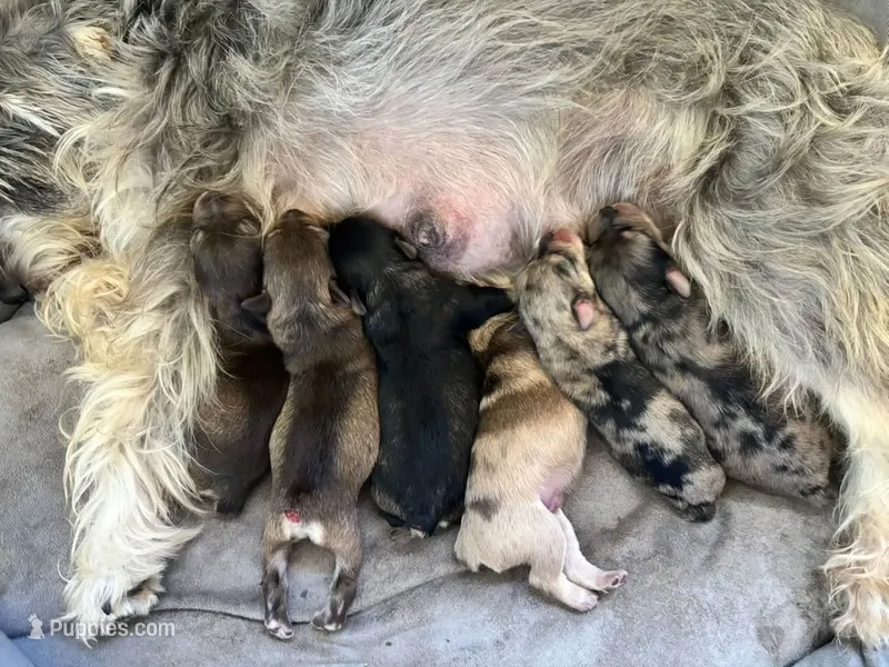 Miniature Schnauzers – Miniature Schnauzer puppy for sale in Sonora, CA