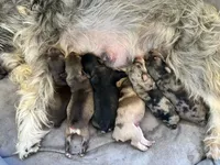 Miniature Schnauzers, a male Miniature Schnauzer for sale in Sonora, CA – 1 of 1