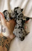 Mini schnauzers , a male Miniature Schnauzer for sale in Sonora, CA – 1 of 1