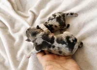 Mini Schnauzers, a male Miniature Schnauzer for sale in Sonora, CA – 2 of 4
