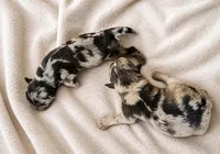  Chocolate Merle Mini Schnauzer Boys, a male Miniature Schnauzer for sale in Sonora, CA – 1 of 1