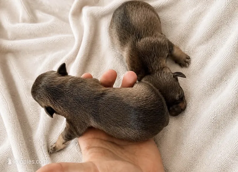 Chocolate Mini Schnauzer Boys – Miniature Schnauzer puppy for sale in Sonora, CA