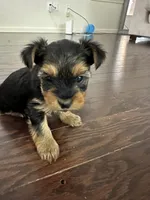 Yorkie , a male Yorkshire Terrier for sale in Middletown, DE – 6 of 8