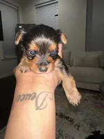 Yorkie , a male Yorkshire Terrier for sale in Middletown, DE – 3 of 8