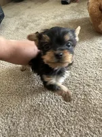 Yorkie , a male Yorkshire Terrier for sale in Middletown, DE – 2 of 8