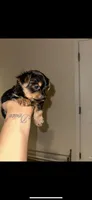Yorkie, a female Yorkshire Terrier for sale in Middletown, DE – 3 of 4