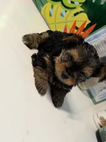 Yorkie, a male Yorkshire Terrier for sale in Middletown, DE – 4 of 5