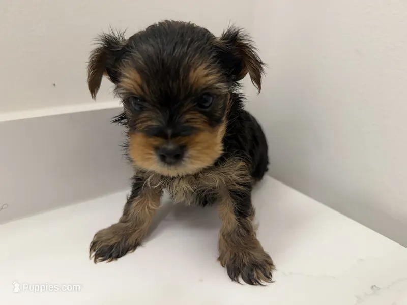 Yorkie  – Yorkshire Terrier puppy for sale in Middletown, DE