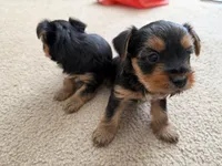 Yorkie, a female Yorkshire Terrier for sale in Middletown, DE – Photo 4 of 6