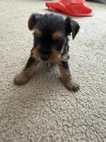 Yorkie, a female Yorkshire Terrier for sale in Middletown, DE – Photo 1 of 6