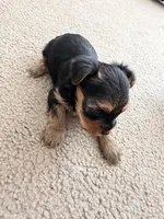 Yorkie, a female Yorkshire Terrier for sale in Middletown, DE – Photo 5 of 6