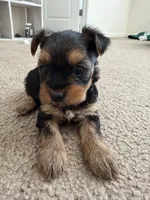 Yorkie, a female Yorkshire Terrier for sale in Middletown, DE – 2 of 4