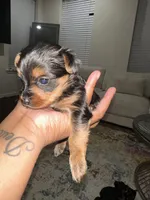 Yorkie , a male Yorkshire Terrier for sale in Middletown, DE – 4 of 8
