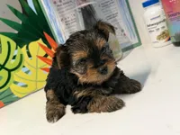 Yorkie, a male Yorkshire Terrier for sale in Middletown, DE – 5 of 5