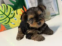 Yorkie, a male Yorkshire Terrier for sale in Middletown, DE – 2 of 5