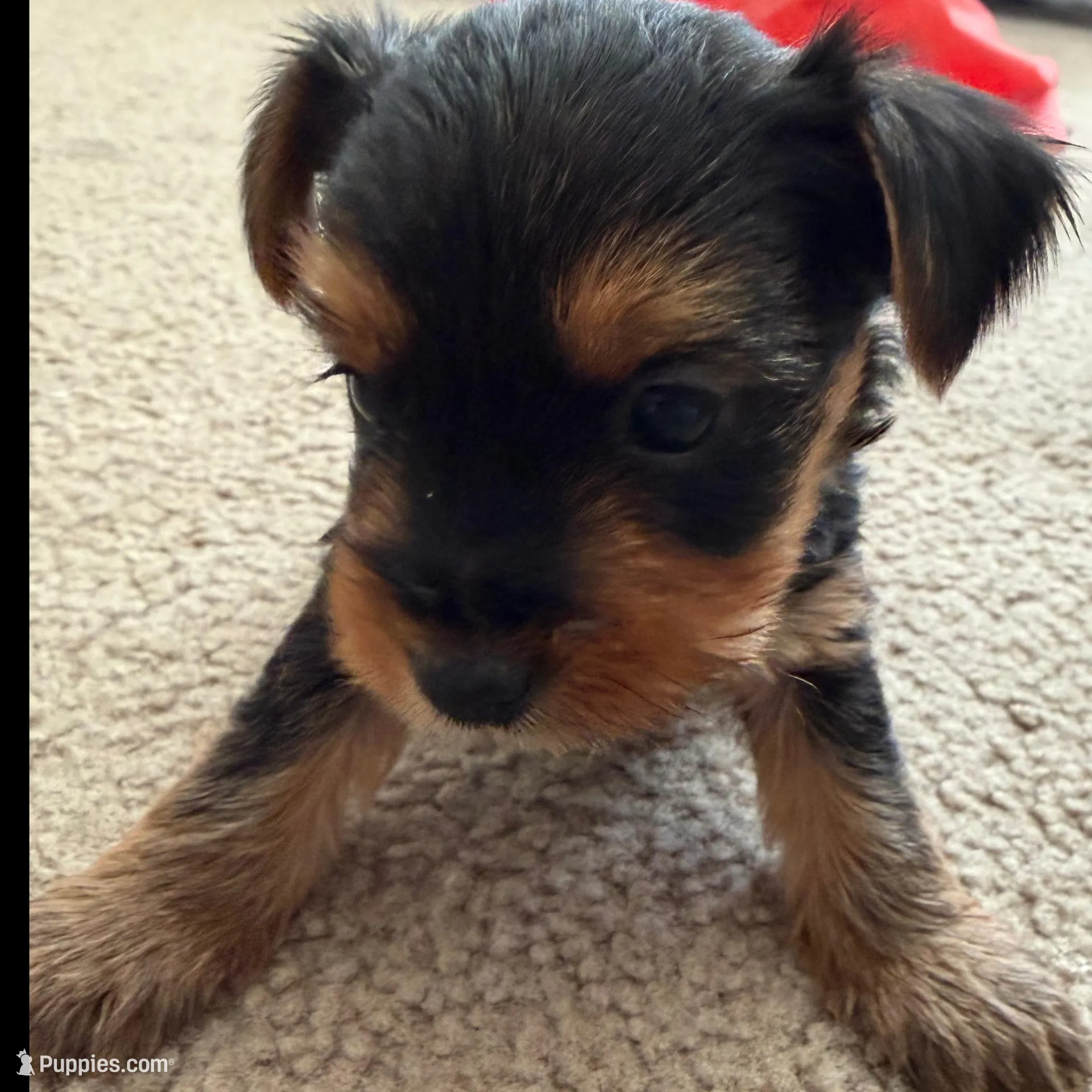 Yorkie, a male Yorkshire Terrier for sale in Middletown, DE – Photo 3 of 6