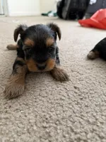 Yorkie, a male Yorkshire Terrier for sale in Middletown, DE – Photo 5 of 6