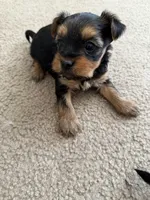 Yorkie, a male Yorkshire Terrier for sale in Middletown, DE – Photo 6 of 6