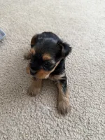 Yorkie, a male Yorkshire Terrier for sale in Middletown, DE – Photo 4 of 6