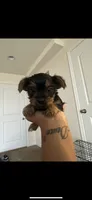 Yorkie, a male Yorkshire Terrier for sale in Middletown, DE – Photo 2 of 6