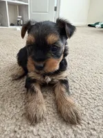 Yorkie, a male Yorkshire Terrier for sale in Middletown, DE – Photo 1 of 6