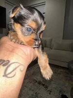 Yorkie , a male Yorkshire Terrier for sale in Middletown, DE – 5 of 8