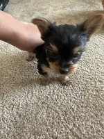 Yorkie , a male Yorkshire Terrier for sale in Middletown, DE – 7 of 8