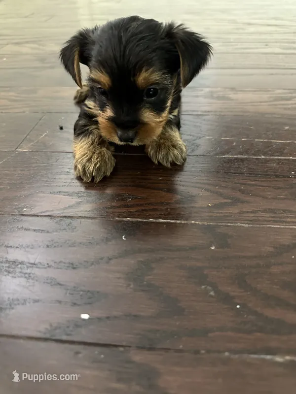 Yorkie – Yorkshire Terrier puppy for sale in Middletown, DE