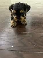 Yorkie, a female Yorkshire Terrier for sale in Middletown, DE – 1 of 4