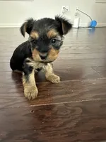 Yorkie , a male Yorkshire Terrier for sale in Middletown, DE – 8 of 8