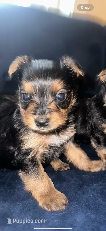 Yorkie  – Yorkshire Terrier puppy for sale in Middletown, DE