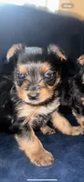 Yorkie , a male Yorkshire Terrier for sale in Middletown, DE – 1 of 8