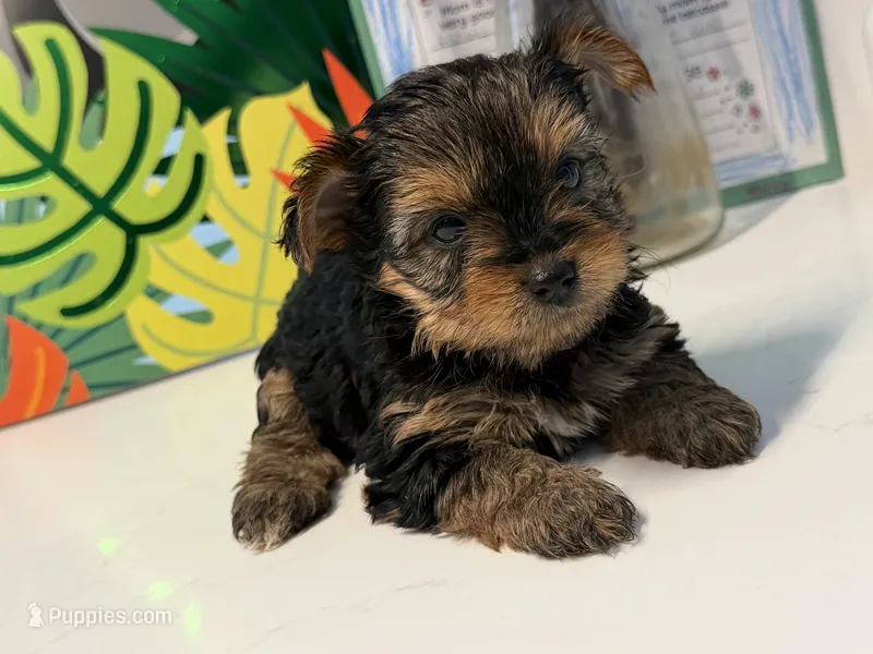 Yorkie – Yorkshire Terrier puppy for sale in Middletown, DE