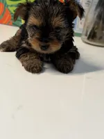 Yorkie, a male Yorkshire Terrier for sale in Middletown, DE – 3 of 5